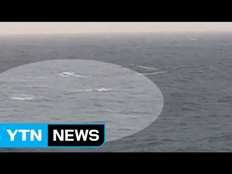 [영상] 제주 앞바다 돌고래 떼 출현 / YTN (Yes! Top News)