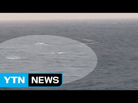 [영상] 제주 앞바다 돌고래 떼 출현 / YTN (Yes! Top News)