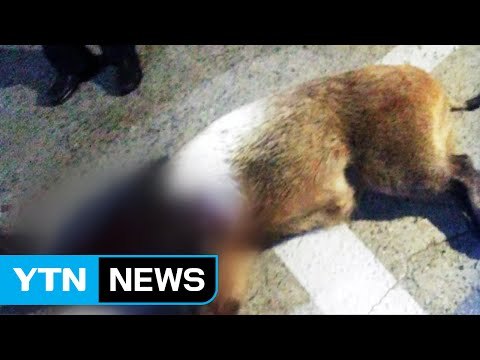 부산 도심 멧돼지 출몰...4시간여 만에 사살 / YTN (Yes! Top News)