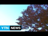 [날씨] 내일 전국 가을비 내리며 선선 / YTN (Yes! Top News)