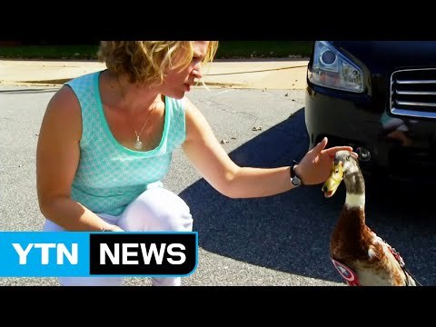 [영상] 어디든 주인과 함께...미국 '힐링 오리' / YTN (Yes! Top News)