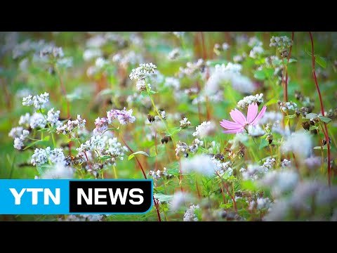 [날씨] 내일 전국 맑고 따뜻...아침 짙은 안개 / YTN (Yes! Top News)