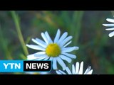 [날씨] 가을꽃 만발...내일 전국 맑고 포근 / YTN (Yes! Top News)