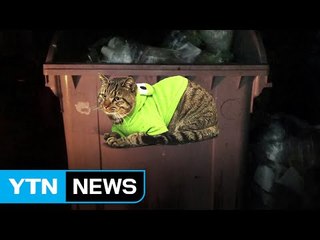 '쓰레기봉투 고양이 사건'의 충격 반전...20대 남녀 입건 / YTN (Yes! Top News)