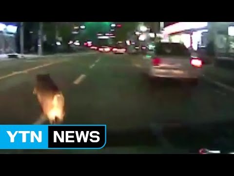 속초 도심에 100kg 멧돼지 출현...실탄 쏴 사살 / YTN (Yes! Top News)