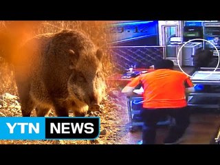 갑자기 멧돼지와 만나면?... "눈 쳐다보며 조용히 높은 곳으로" / YTN (Yes! Top News)