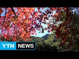 [영상] 가을에 물든 설악산...이달 말까지 절정 / YTN (Yes! Top News)