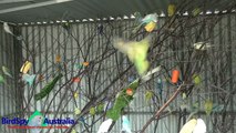 75 Budgies Chirping, Singing, Playing and Feeding | BirdSpyAus