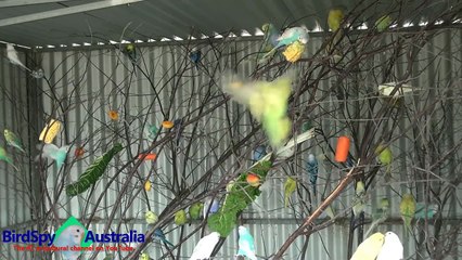 75 Budgies Chirping, Singing, Playing and Feeding | BirdSpyAus