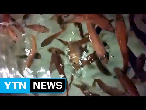 명태 양식 첫 성공...밥상에 자주 오른다 / YTN (Yes! Top News)