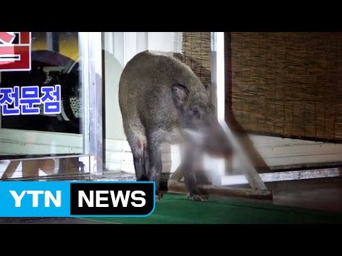 부산 도심에 멧돼지 출현...경찰이 사살 / YTN (Yes! Top News)