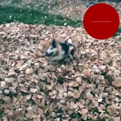 Yavru köpeğin sonbahar coşkusu