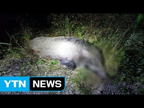 의정부 주택가 멧돼지 출몰...한 마리 사살 / YTN (Yes! Top News)