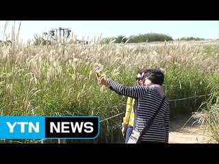 [날씨] 갑자기 쌀쌀해진 날씨...은빛 억새 물결 / YTN (Yes! Top News)