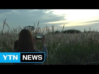 [날씨] 쌀쌀한 가을 추위 속 은빛 억새 물결 / YTN (Yes! Top News)