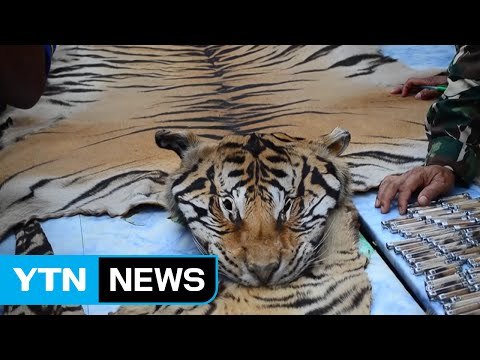 불법 거래 막아라 ...각국 동물 보호 백태 / YTN (Yes! Top News)