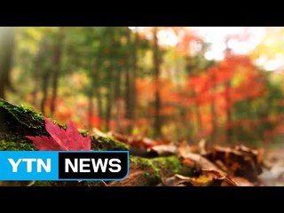 [영상] 울긋불긋 가을 단풍의 향연 / YTN (Yes! Top News)