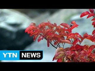 비오는 궂은 날씨에도 가을산 정취 만끽 / YTN (Yes! Top News)