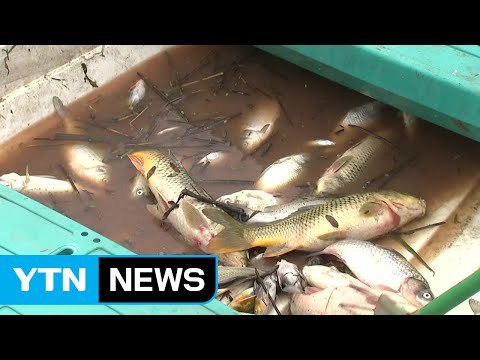 시화호서 물고기 떼죽음...폐수 방류한 듯 / YTN (Yes! Top News)
