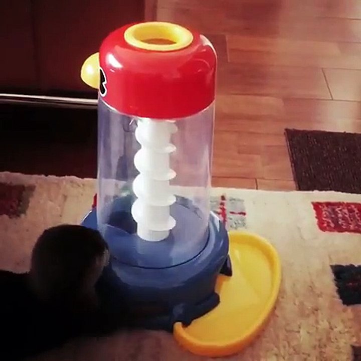 Cette loutre joue à un jeu toute seule avec une bille !!