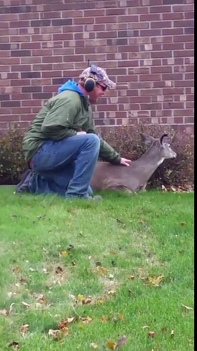 Une biche se laisse caresser par un jardinier en pleine journée !
