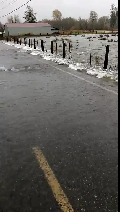 Des saumons traversent une route en nageant !!