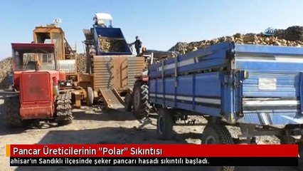 Pancar Üreticilerinin "Polar" Sıkıntısı