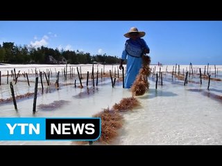 주민과 자연 공생 이룬 탄자니아 해초센터 / YTN (Yes! Top News)
