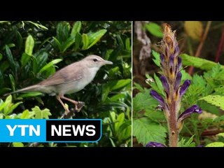독도·한산도는 희귀종 '보물섬' / YTN (Yes! Top News)