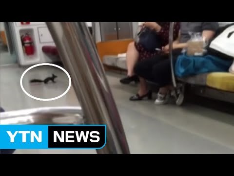 [영상] 지하철 잘못 탔어요 청설모 출현 소동 / YTN (Yes! Top News)