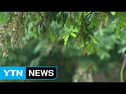 [날씨] 중부 비 내리며 선선...내일 남부·영동 가을비 / YTN (Yes! Top News)