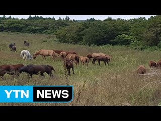 3개월 前 한라산 말 20마리 실종사건...오늘 찾았다 / YTN (Yes! Top News)