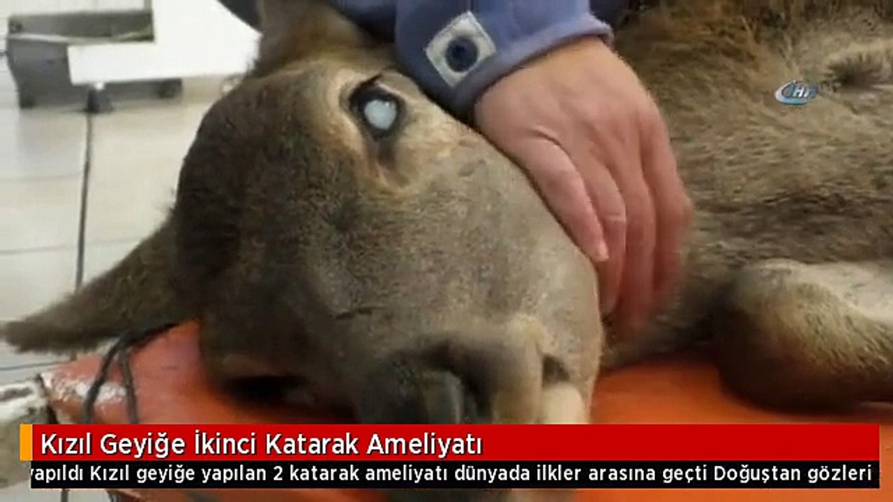 Kızıl Geyiğe İkinci Katarak Ameliyatı