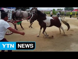코스모스 축제 현장에서 갑자기 말 난동 / YTN (Yes! Top News)