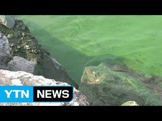 "금강 녹조에서 1급 발암물질 비소 기준치 2배" / YTN (Yes! Top News)