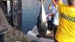 Le bateau d'Yves Catanese a ramené le plus gros thon