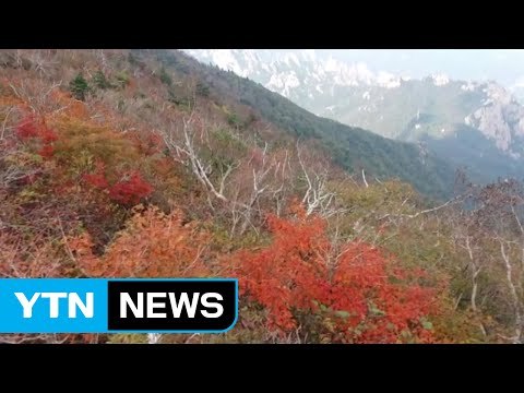 설악산 첫 단풍 관측...지난해보다 3일 늦어 / YTN (Yes! Top News)