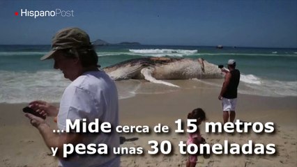 Una ballena muerta apareció en playa de Ipanema de Río