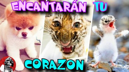 LAS MAS TIERNAS PELEAS DE ANIMALITOS QUE DERRETIRAN TU CORAZON DE DULZURA | OSCAR JACK
