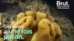 La reproduction des coraux de la Grande barrière de corail