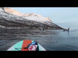 Norwegian Paddleboarder Gets Close to Pod of Orcas in Snowy Bay
