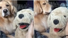 Mulher arranja forma de determinar se o seu cão é ou não ciumento... e a resposta não tardou!