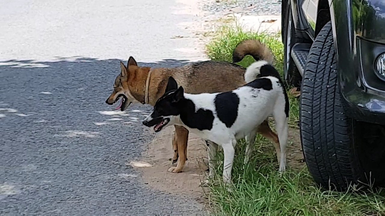 Cận cảnh video phối giống chó nhựt. Street dogs mating competition. Dog