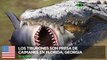 Tiburones vs caimanes: Caimanes se alimentan de tiburones en Florida y Georgia - TomoNews