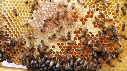 Your Baby Can Discover Volume 01