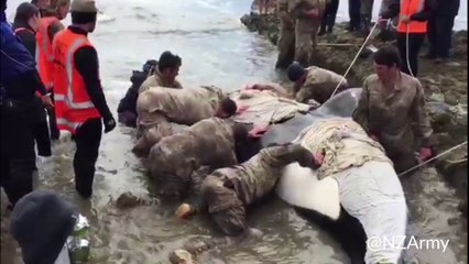 VIDÉO - Des militaires sauvent un orque échoué en Nouvelle-Zélande