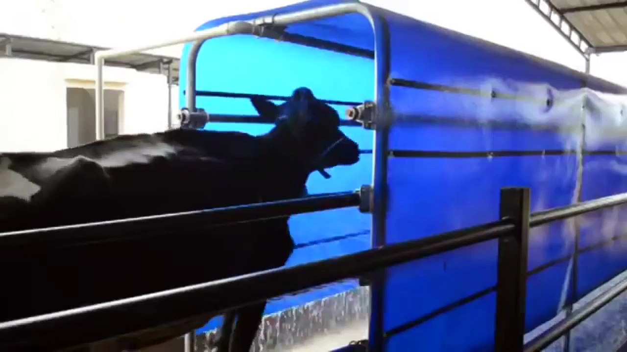 Automatic cleaning cow Machine made intelligent Technology in the milking. Intelligent farming feed