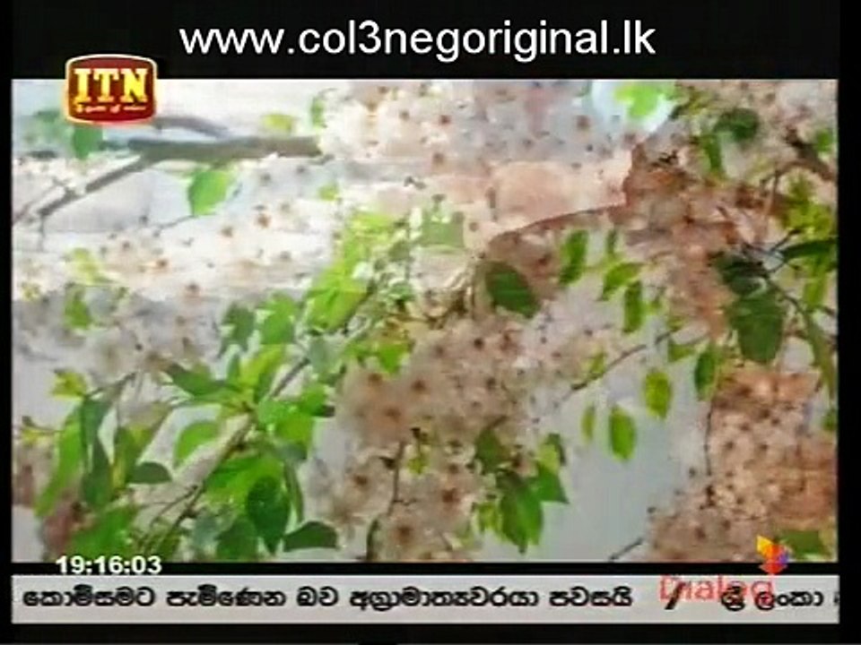 Visual Cafe -16-11-2017