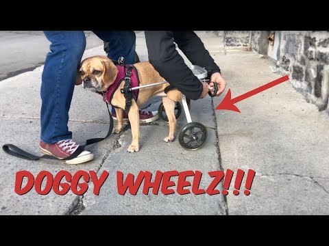 Paralyzed Puggle Gets a New Wheelchair for Park Adventure