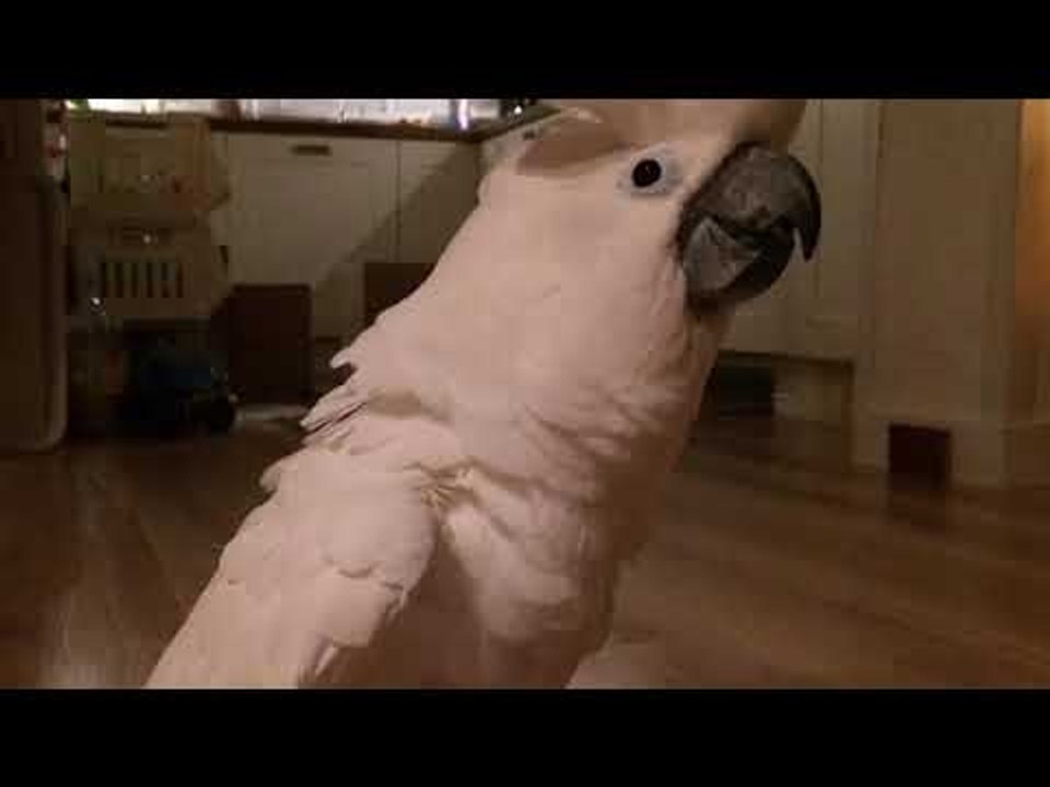 Cockatoo Enjoys Evening of Cuddles and Playtime With Owner